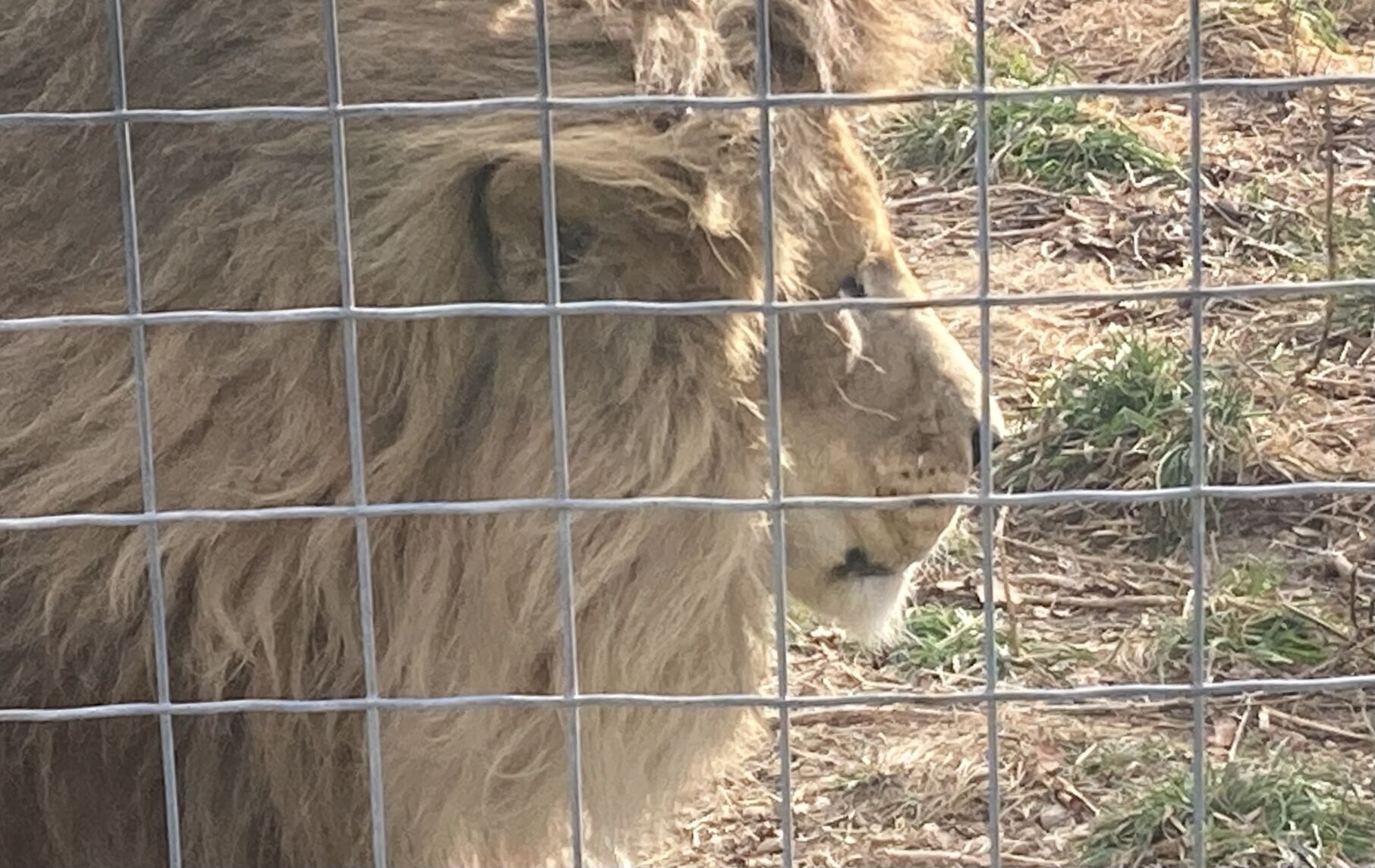 big lion